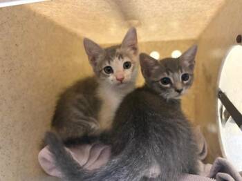 TREESA -  Domestic Short Hair Cat for Adoption in Tustin, California - TREESA | PetCurious