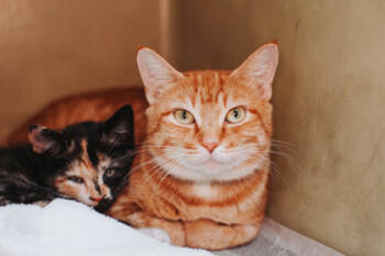 Rescue Domestic Short Hair Cats for Adoption in North Charleston, South Carolina - 88769a Yunhi | PetCurious