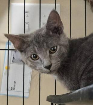 Haze -  Domestic Short Hair Cat for Adoption in Evans, Georgia - Haze | PetCurious