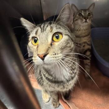 Spell -  Domestic Short Hair Cat for Adoption in Edwardsville, Illinois - Spell | PetCurious