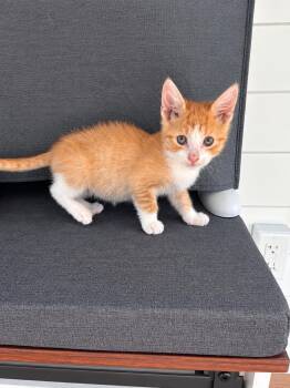 Luigi -  Domestic Short Hair and Tabby Cat for Adoption in New York, New York - Luigi | PetCurious