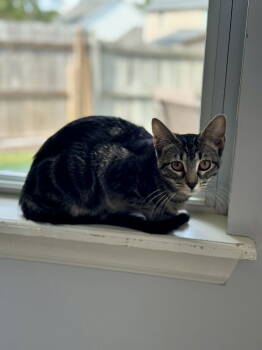 Rescue Domestic Short Hair Cats for Adoption in O