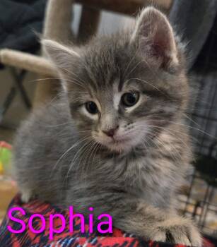 SOPHIA -  Domestic Short Hair Cat for Adoption in La Crescent, Minnesota - SOPHIA | PetCurious