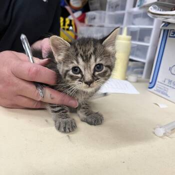 Phoenix -  Domestic Short Hair Cat for Adoption in Ardmore, Oklahoma - Phoenix | PetCurious