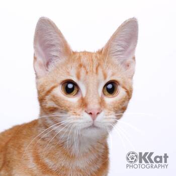 Sushi -  Domestic Short Hair Cat for Adoption in Crescent, Oklahoma - Sushi | PetCurious