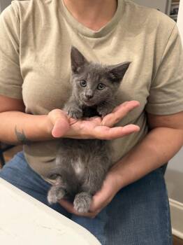 Russian Blue Cats Available for Adoption in Camden, South Carolina - Radisson (Available For Pre-adoption) | PetCurious