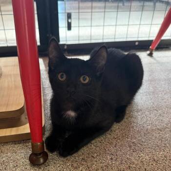 Bill -  Domestic Short Hair Cat for Adoption in Sarasota, Florida - Bill | PetCurious