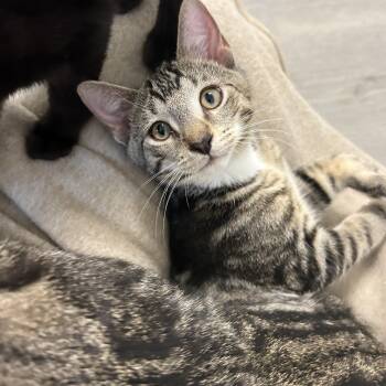 American Shorthair Cats Available for Adoption in Lampasas, Texas - Gilley | PetCurious