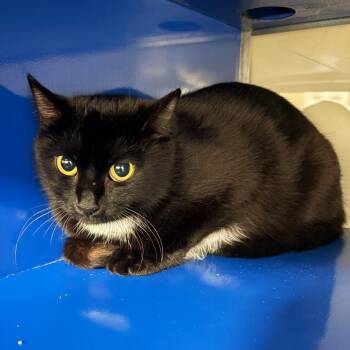 Domestic Short Hair Cats Available for Adoption in Tupelo, Mississippi - Flo - 050803U | PetCurious