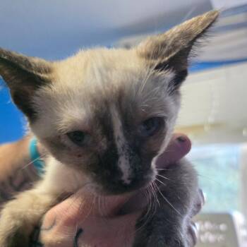 Rae -  Domestic Short Hair Cat for Adoption in Layton, Utah - Rae | PetCurious