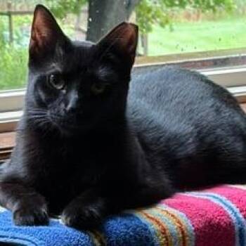 Fran -  Domestic Short Hair Cat for Adoption in Green Bay, Wisconsin - Fran | PetCurious
