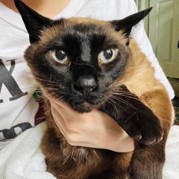 Mr. Bingley -  Domestic Short Hair and Siamese Cat for Adoption in Woodbury, New Jersey - Mr. Bingley | PetCurious