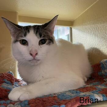Domestic Short Hair Cats Available for Adoption in Pickering, Ontario - Brian | PetCurious