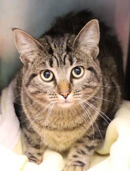 Tia -  Domestic Short Hair Cat for Adoption - Tia | PetCurious