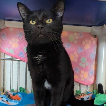 Rescue Domestic Short Hair Cats for Adoption in West Jefferson, Ohio - Marigold | PetCurious