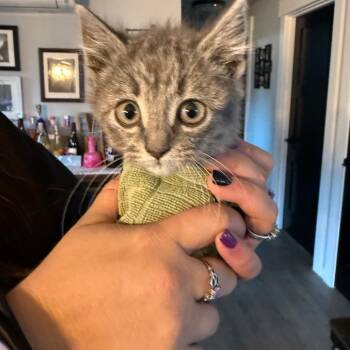 Rescue Domestic Medium Hair Cats for Adoption in Ferndale, Washington - Intalco | PetCurious