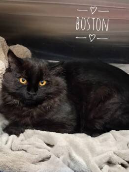 Rescue Domestic Medium Hair and Domestic Short Hair Cats for Adoption in Rhinelander, Wisconsin - Boston *Barn Cat* | PetCurious