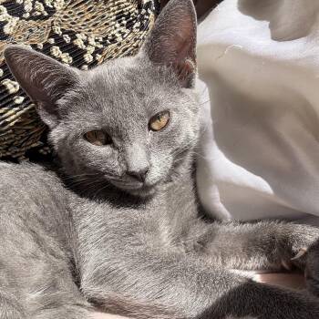 Foggy London -  Domestic Short Hair Cat for Adoption in Richmond, Virginia - Foggy London | PetCurious