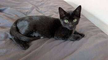 Rescue Domestic Short Hair Cats for Adoption in Lafayette, Colorado - Schmutz | PetCurious