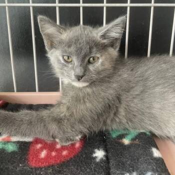 Lavender -  Domestic Short Hair Cat for Adoption in Dayton, Ohio - Lavender | PetCurious