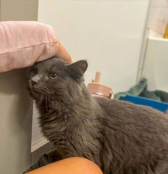 Domestic Medium Hair Cats Available for Adoption - Fanta | PetCurious