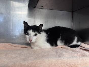 Fooey -  Domestic Short Hair Cat for Adoption in Burgaw, North Carolina - Fooey | PetCurious