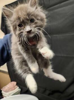 NYMPH -  Domestic Medium Hair Cat for Adoption in Sacramento, California - NYMPH | PetCurious