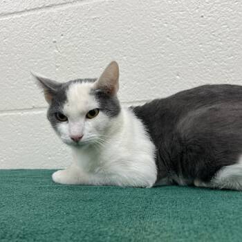 Rescue Domestic Short Hair Cats for Adoption in Lyndhurst, Virginia - SVAS-Stray-37844 | PetCurious