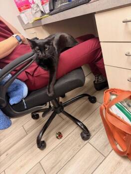 Domestic Short Hair Cats Available for Adoption - Grr | PetCurious