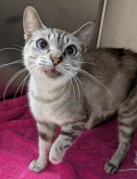 Serenity -  Domestic Short Hair Cat for Adoption in Dalton, Georgia - Serenity | PetCurious
