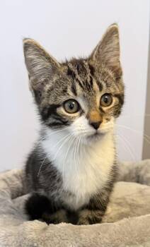 Faith- Meet Me at Fancy Paws -  Domestic Short Hair Cat for Adoption in Elkins, West Virginia - Faith- Meet Me At Fancy Paws | PetCurious