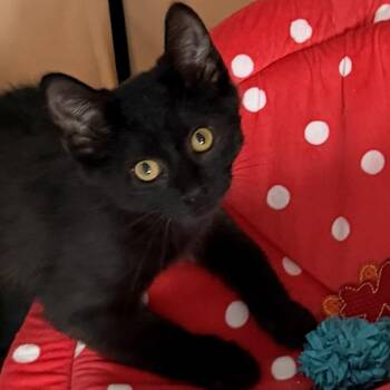Chai -  Domestic Short Hair Cat for Adoption in Fairfax, Virginia - Chai | PetCurious