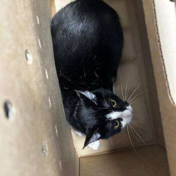 Freddie -  Domestic Short Hair Cat for Adoption in Philadelphia, Pennsylvania - Freddie | PetCurious