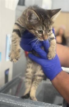 Domestic Short Hair Cats Available for Adoption - RIO | PetCurious