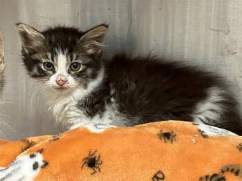 DRAGONFLY -  Domestic Medium Hair Cat for Adoption in Tustin, California - DRAGONFLY | PetCurious