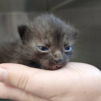 Javadi -  Domestic Short Hair Cat for Adoption in Clearwater, Florida - Javadi | PetCurious
