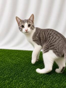 Shakespearean -  Domestic Short Hair Cat for Adoption in Covington, Louisiana - Shakespearean | PetCurious