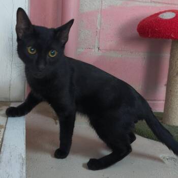 Scribble -  Domestic Short Hair Cat for Adoption in Laredo, Texas - Scribble | PetCurious