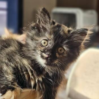 Boxie -  Domestic Long Hair Cat for Adoption in Toledo, Ohio - Boxie | PetCurious