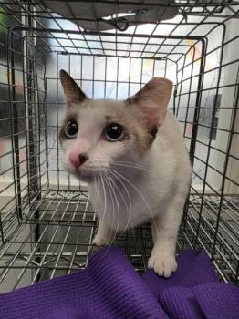 Siamese and Domestic Short Hair Cats Available for Adoption in Houston, Texas - JACKIE | PetCurious