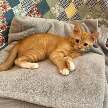 Mr. Macaroni -  Domestic Short Hair Cat for Adoption in Greensboro, North Carolina - Mr. Macaroni | PetCurious
