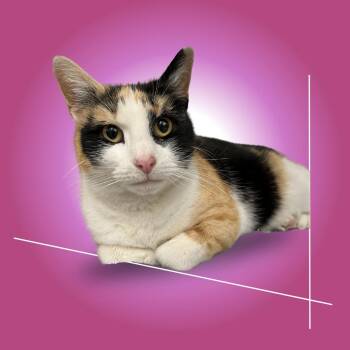 Domestic Short Hair Cats Available for Adoption - Eloise | PetCurious