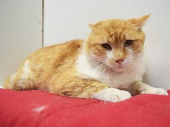 Domestic Short Hair Cats Available for Adoption in Sacramento, California - DIJON | PetCurious