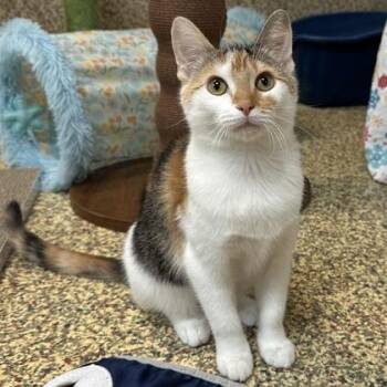 Aspen -  Domestic Short Hair Cat for Adoption in Merriam, Kansas - Aspen | PetCurious