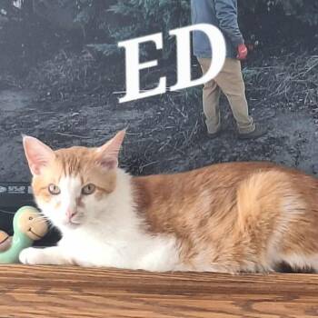 Rescue Domestic Short Hair Cats for Adoption in Richmond, Indiana - Ed | PetCurious