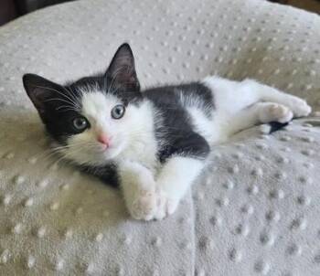 92305A Willy -  Domestic Short Hair Cat for Adoption in North Charleston, South Carolina - 92305A Willy | PetCurious