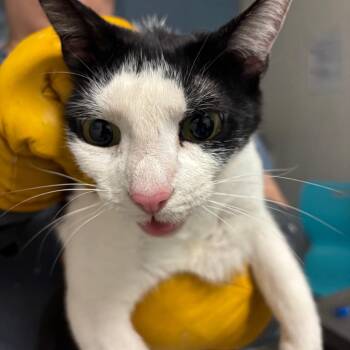 Ashoka Tano -  Domestic Short Hair Cat for Adoption in Charleston, West Virginia - Ashoka Tano | PetCurious