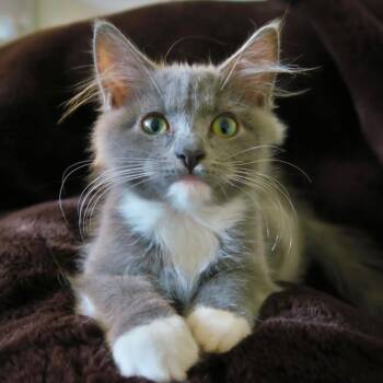 Mallymkum -  Domestic Long Hair Cat for Adoption in Pendleton, Oregon - Mallymkum | PetCurious