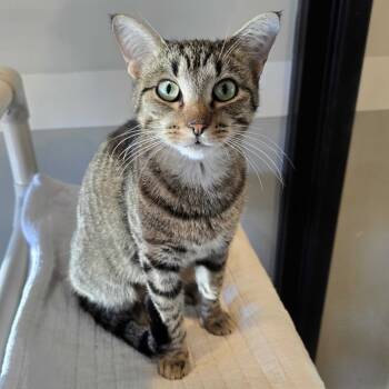 Rescue Domestic Short Hair Cats for Adoption in Austin, Texas - Sounds From Pandora | PetCurious
