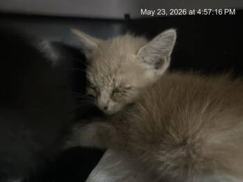 ATLAS -  Domestic Short Hair Cat for Adoption in Ocala, Florida - ATLAS | PetCurious